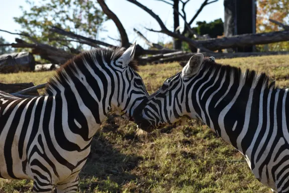 SlotsVentura Casino Suporte